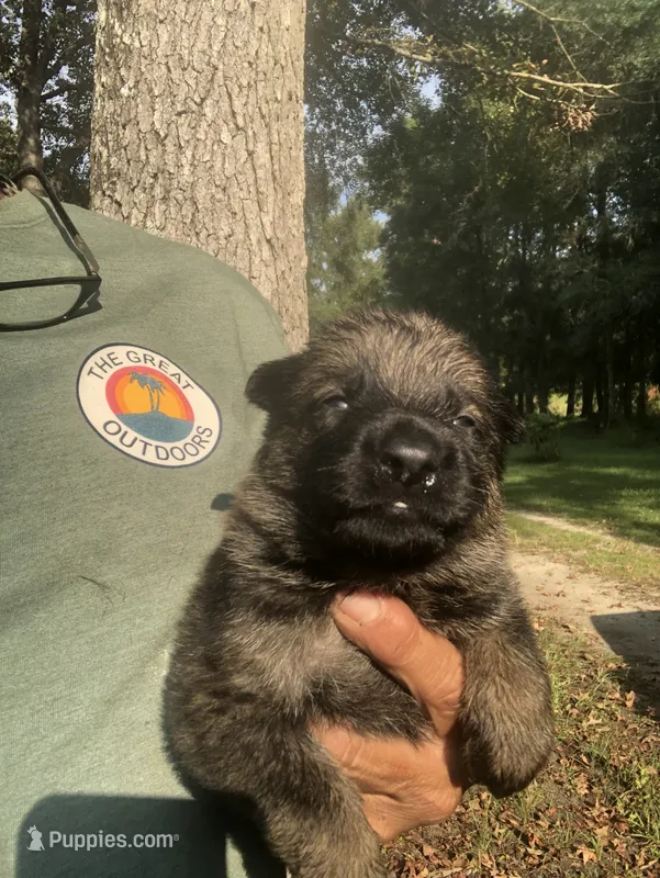 Male  – German Shepherd Dog puppy for sale in Cottageville, SC