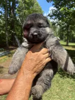 Male, a male German Shepherd Dog for sale in Cottageville, SC – 3 of 7