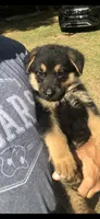 Male , a male German Shepherd Dog for sale in Cottageville, SC – Photo 3 of 4