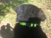 Male , a male German Shepherd Dog for sale in Cottageville, SC – Photo 4 of 4