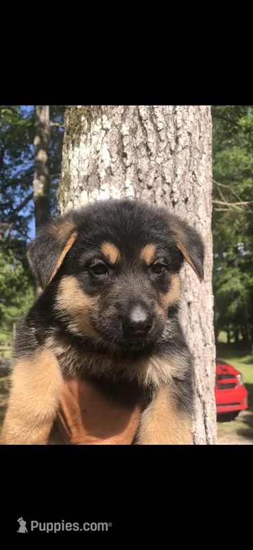 Male  – German Shepherd Dog puppy for sale in Cottageville, SC
