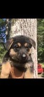 Male , a male German Shepherd Dog for sale in Cottageville, SC – Photo 1 of 4