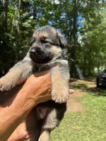 Male , a male German Shepherd Dog for sale in Cottageville, SC – 2 of 4