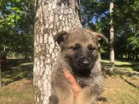 Male , a male German Shepherd Dog for sale in Cottageville, SC – Photo 6 of 8