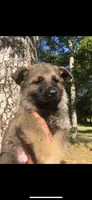 Male , a male German Shepherd Dog for sale in Cottageville, SC – Photo 5 of 8