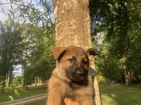 Male , a male German Shepherd Dog for sale in Cottageville, SC – Photo 3 of 8