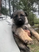 Male , a male German Shepherd Dog for sale in Cottageville, SC – Photo 7 of 8