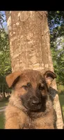 Male , a male German Shepherd Dog for sale in Cottageville, SC – Photo 2 of 8