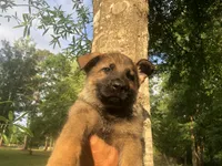 Male , a male German Shepherd Dog for sale in Cottageville, SC – Photo 1 of 8