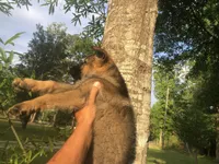 Male , a male German Shepherd Dog for sale in Cottageville, SC – Photo 4 of 8