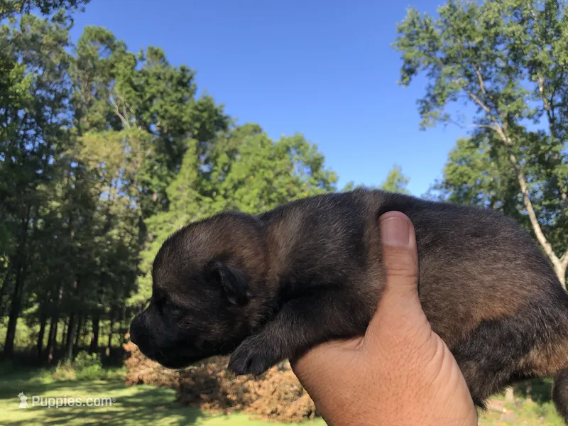 Female  – German Shepherd Dog puppy for sale in Cottageville, SC