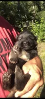 Male, a male German Shepherd Dog for sale in Cottageville, SC – 3 of 3