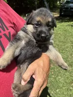 Female , a female German Shepherd Dog for sale in Cottageville, SC – 2 of 2