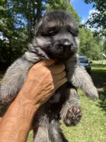 Male, a male German Shepherd Dog for sale in Cottageville, SC – 2 of 7