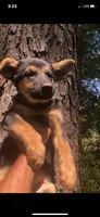 Female , a female German Shepherd Dog for sale in Cottageville, SC – 2 of 3