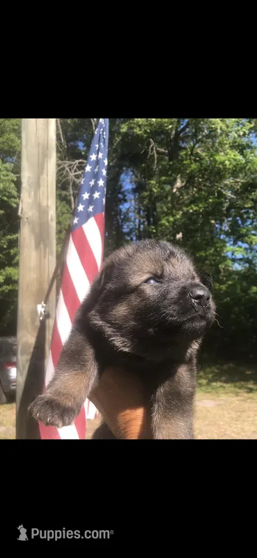 Female  – German Shepherd Dog puppy for sale in Cottageville, SC