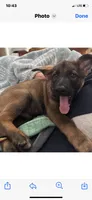 Male , a male German Shepherd Dog for sale in Cottageville, SC – 3 of 5