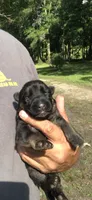 Female , a female German Shepherd Dog for sale in Cottageville, SC – 3 of 5