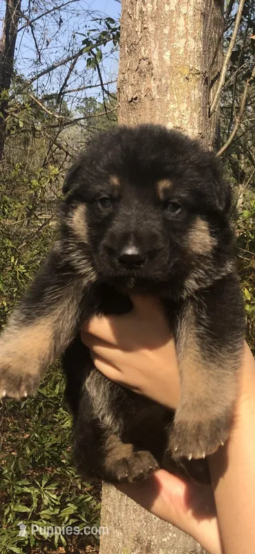 Female  – German Shepherd Dog puppy for sale in Cottageville, SC