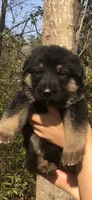 Female , a female German Shepherd Dog for sale in Cottageville, SC – Photo 1 of 5