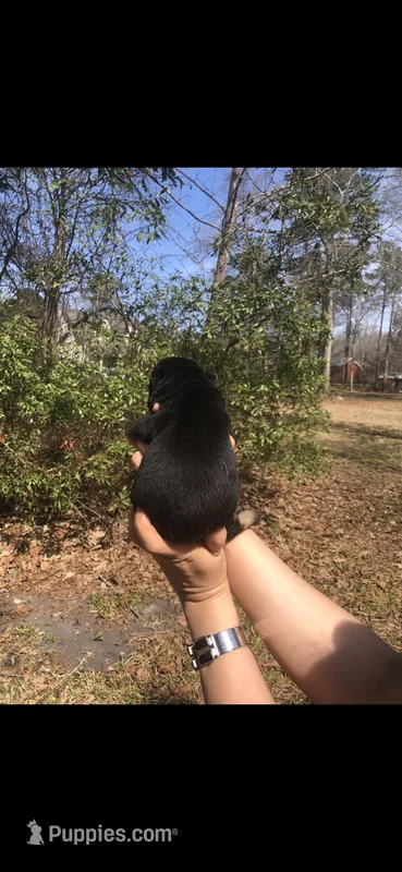 Female  – German Shepherd Dog puppy for sale in Cottageville, SC