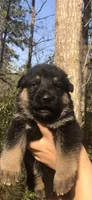 Female , a female German Shepherd Dog for sale in Cottageville, SC – Photo 2 of 5