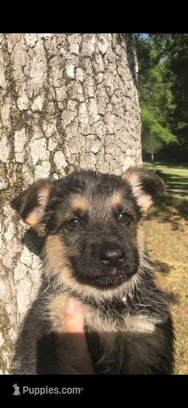 Female  – German Shepherd Dog puppy for sale in Cottageville, SC