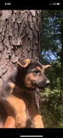 Female , a female German Shepherd Dog for sale in Cottageville, SC – 3 of 3