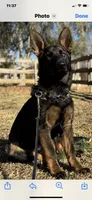 Female , a female German Shepherd Dog for sale in Cottageville, SC – 5 of 6
