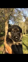 Female , a female German Shepherd Dog for sale in Cottageville, SC – Photo 2 of 2