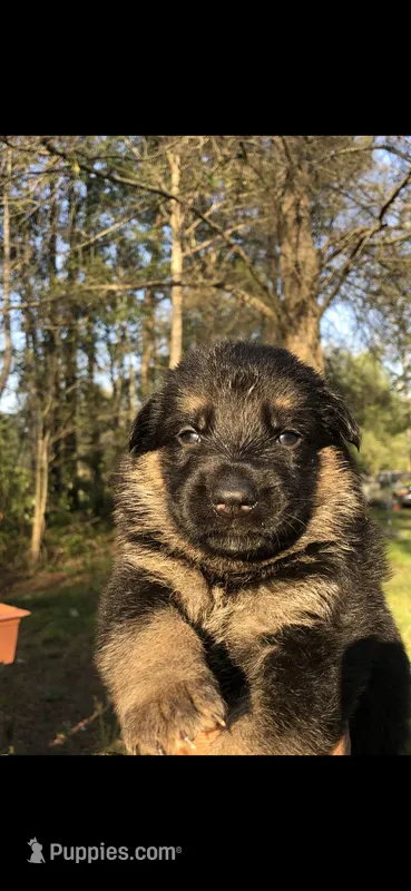 Female  – German Shepherd Dog puppy for sale in Cottageville, SC