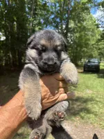 Male , a male German Shepherd Dog for sale in Cottageville, SC – 2 of 3