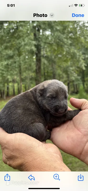 Male – German Shepherd Dog puppy for sale in Cottageville, SC