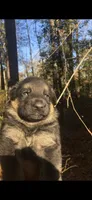Male , a male German Shepherd Dog for sale in Cottageville, SC – Photo 2 of 4