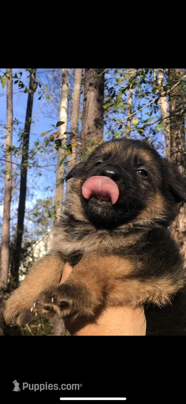 Male  – German Shepherd Dog puppy for sale in Cottageville, SC