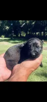 Male , a male German Shepherd Dog for sale in Cottageville, SC – 2 of 2