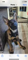 Female , a female German Shepherd Dog for sale in Cottageville, SC – 6 of 6