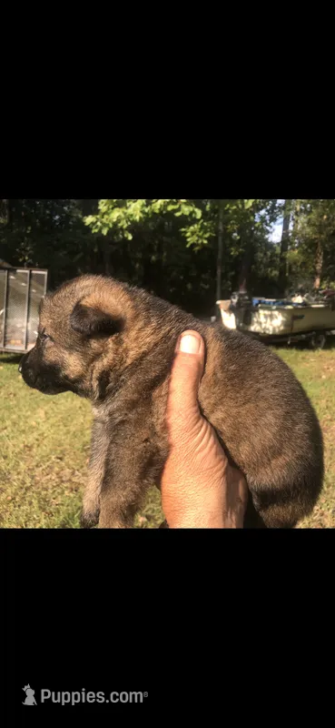 Male – German Shepherd Dog puppy for sale in Cottageville, SC