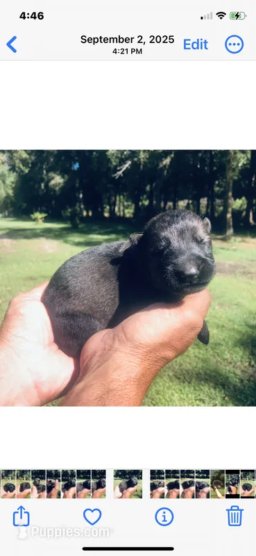 Male  – German Shepherd Dog puppy for sale in Cottageville, SC