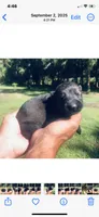 Male , a male German Shepherd Dog for sale in Cottageville, SC – 1 of 2