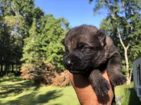 Female , a female German Shepherd Dog for sale in Cottageville, SC – 3 of 6