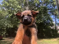 Male , a male German Shepherd Dog for sale in Cottageville, SC – 2 of 6