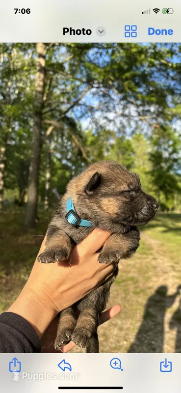 Female  – German Shepherd Dog puppy for sale in Cottageville, SC