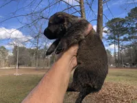 Female , a female German Shepherd Dog for sale in Cottageville, SC – Photo 3 of 3