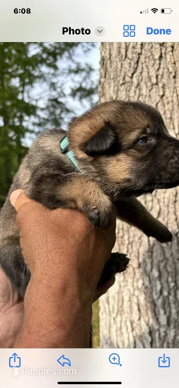 Female  – German Shepherd Dog puppy for sale in Cottageville, SC
