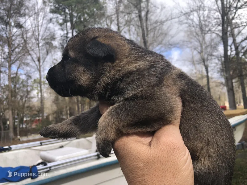 Female  – German Shepherd Dog puppy for sale in Cottageville, SC