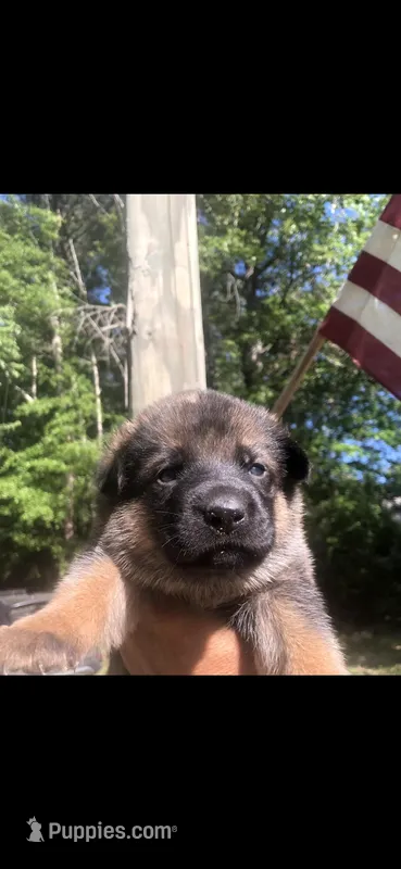 Female  – German Shepherd Dog puppy for sale in Cottageville, SC