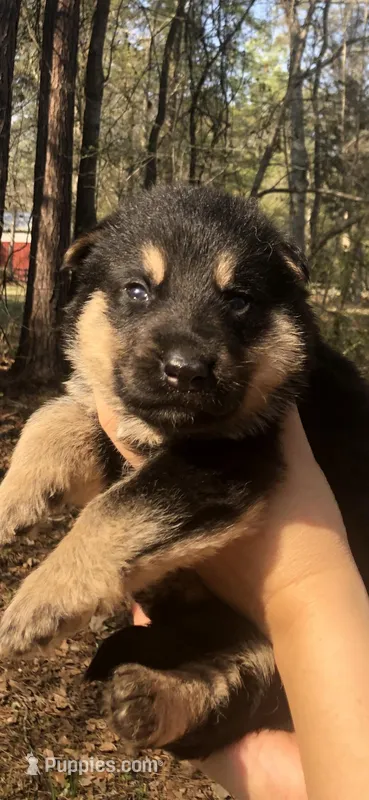 Female  – German Shepherd Dog puppy for sale in Cottageville, SC