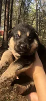 Female , a female German Shepherd Dog for sale in Cottageville, SC – Photo 1 of 2