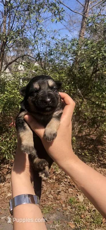 Female  – German Shepherd Dog puppy for sale in Cottageville, SC
